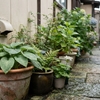 外壁塗装_植木_どうする