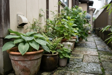 外壁塗装前の植木はどうする？工事前に知っておきたい対策と準備のポイント
